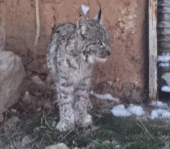 Sivas’ta Ormanın Hayaleti Garaja Girdi