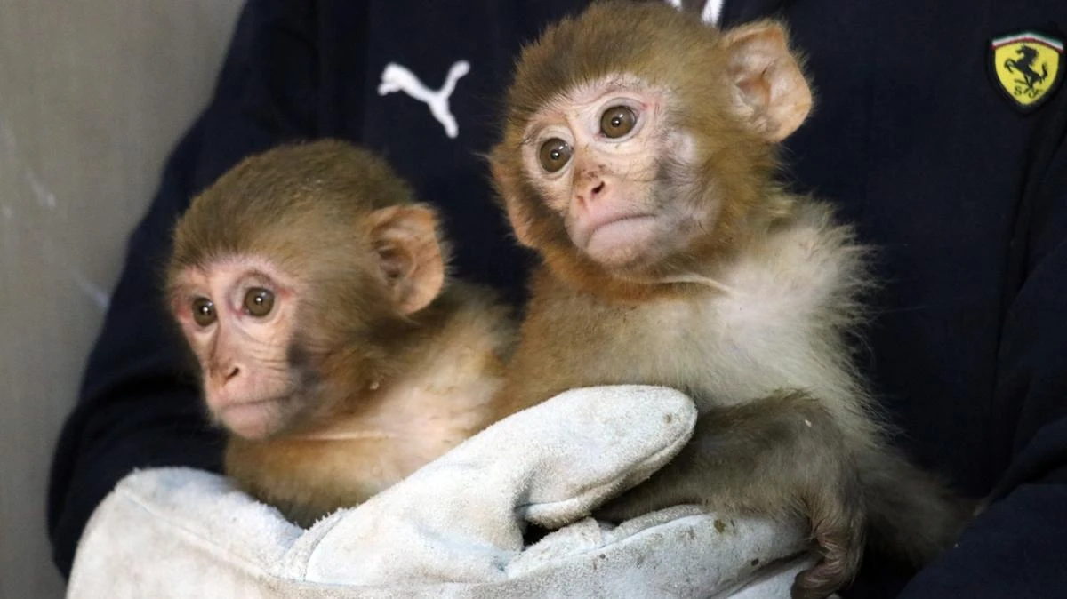 Yasa Dışı Getirilen Maymun Yavrularına Özenli Bakım