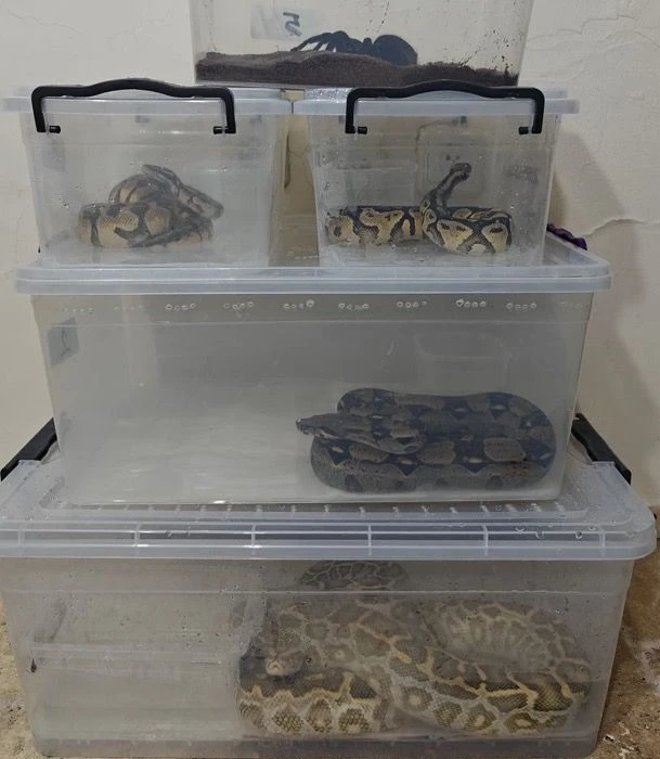 Sivas'ta 4 Yılan Ve 1 Tarantula Ele Geçirildi