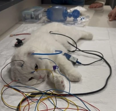 Sivas'ta 6 Aylık Kediye İşitme Testi Uygulandı