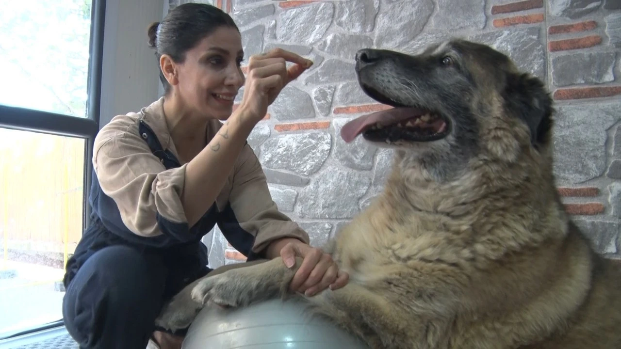 Obez köpek spor ve pilates ile zayıflatılıyor