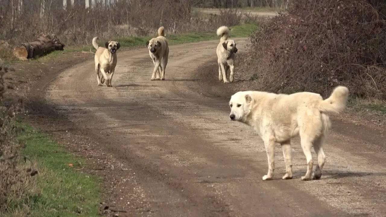Sivas'ta Belediye Talimat Verdi, Köpekler Toplanıyor