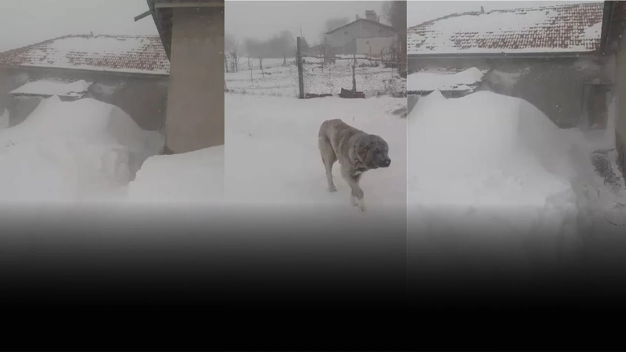 Sivas'ta Yağan Kar Evlerin Boyuna Ulaştı