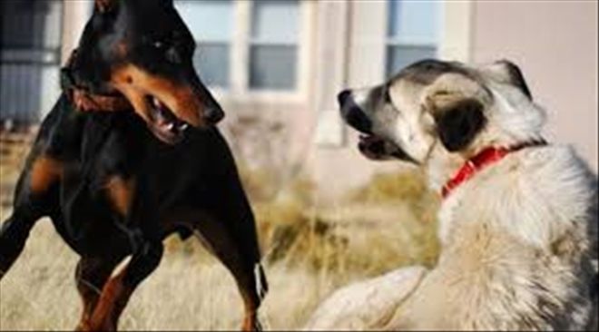KÖPEK DÖVÜŞÜ YAPTIRANA SUÇÜSTÜ
