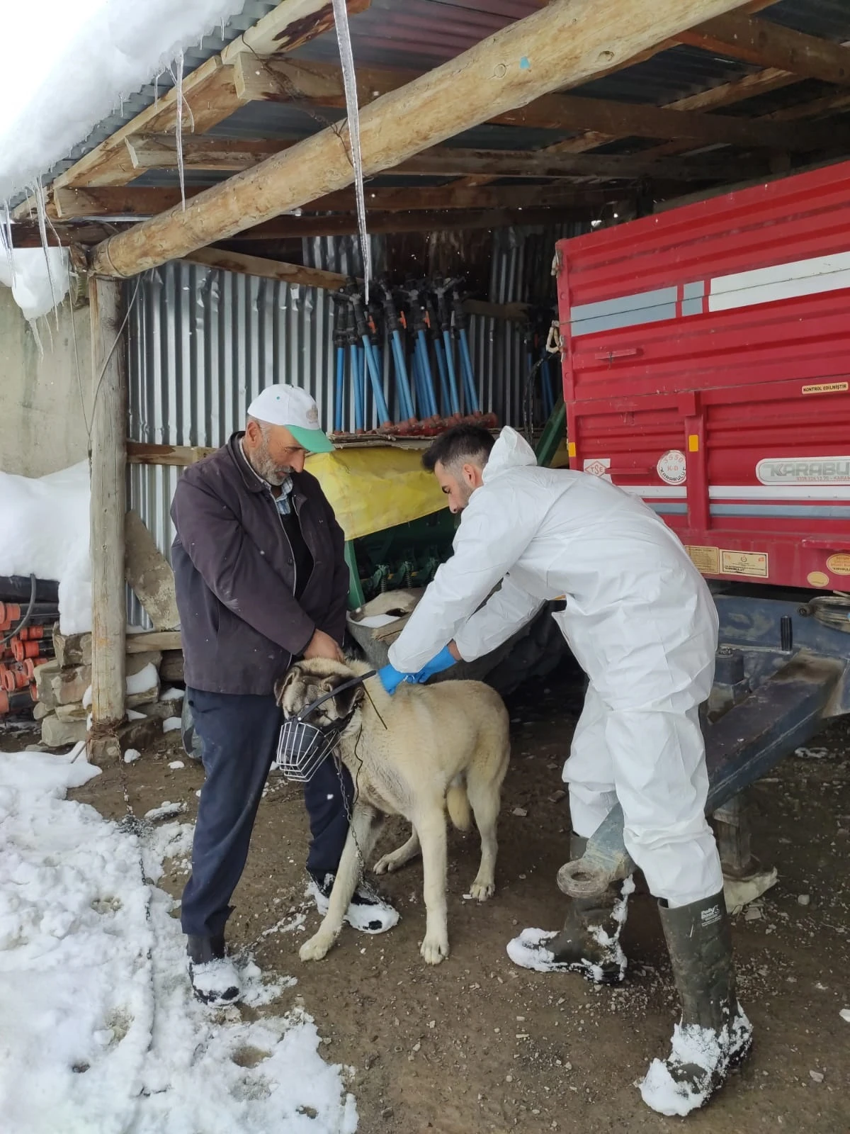 Sivas'ta Sahipli Köpekler Kimliklendiriliyor