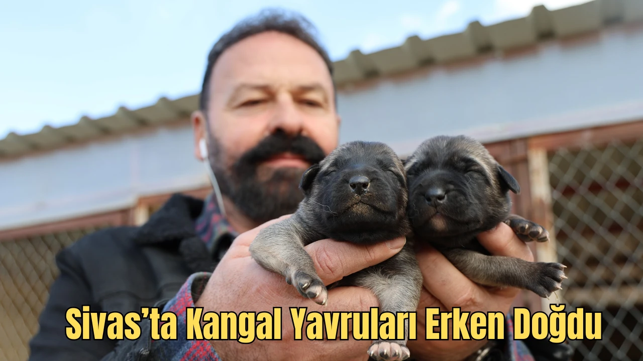 Kangal Köpekleri Erken Doğdu