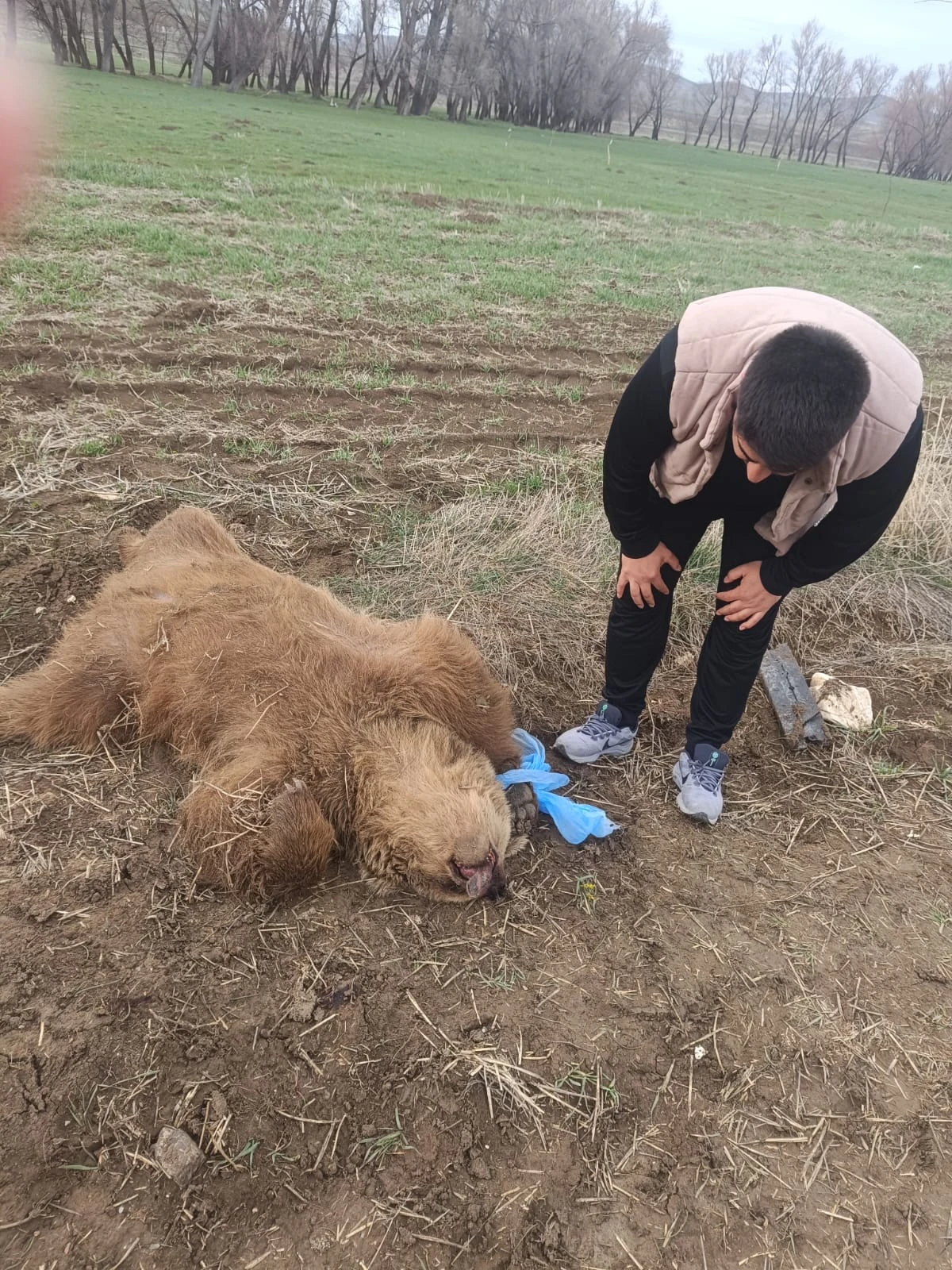 Sivas'ta Yavru Ayı Ölü Bulundu