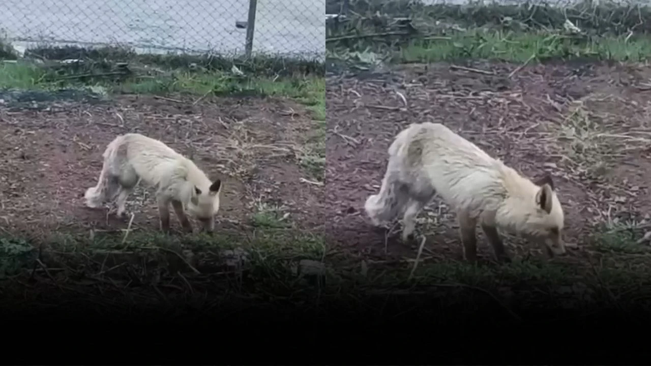 Engelli Tilki Camiyi Mesken Tuttu, Gülümseten Görüntüler