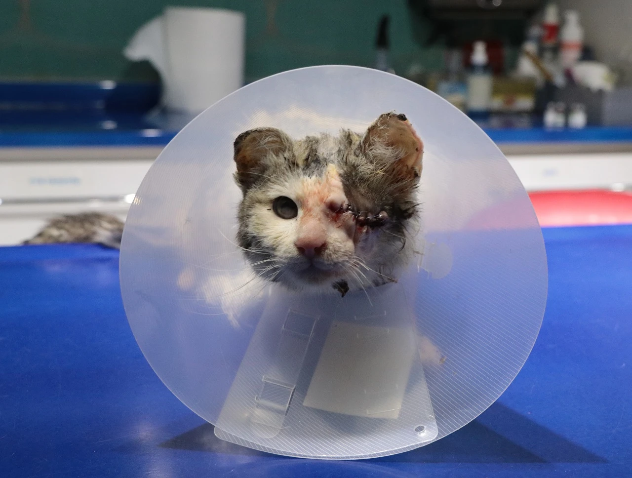 Sol gözü ampute edilen kedi, sahiplenilmeyi bekliyor