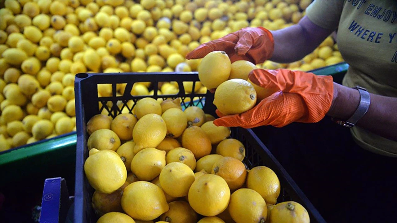 Limon ihracatı geçici olarak durduruldu