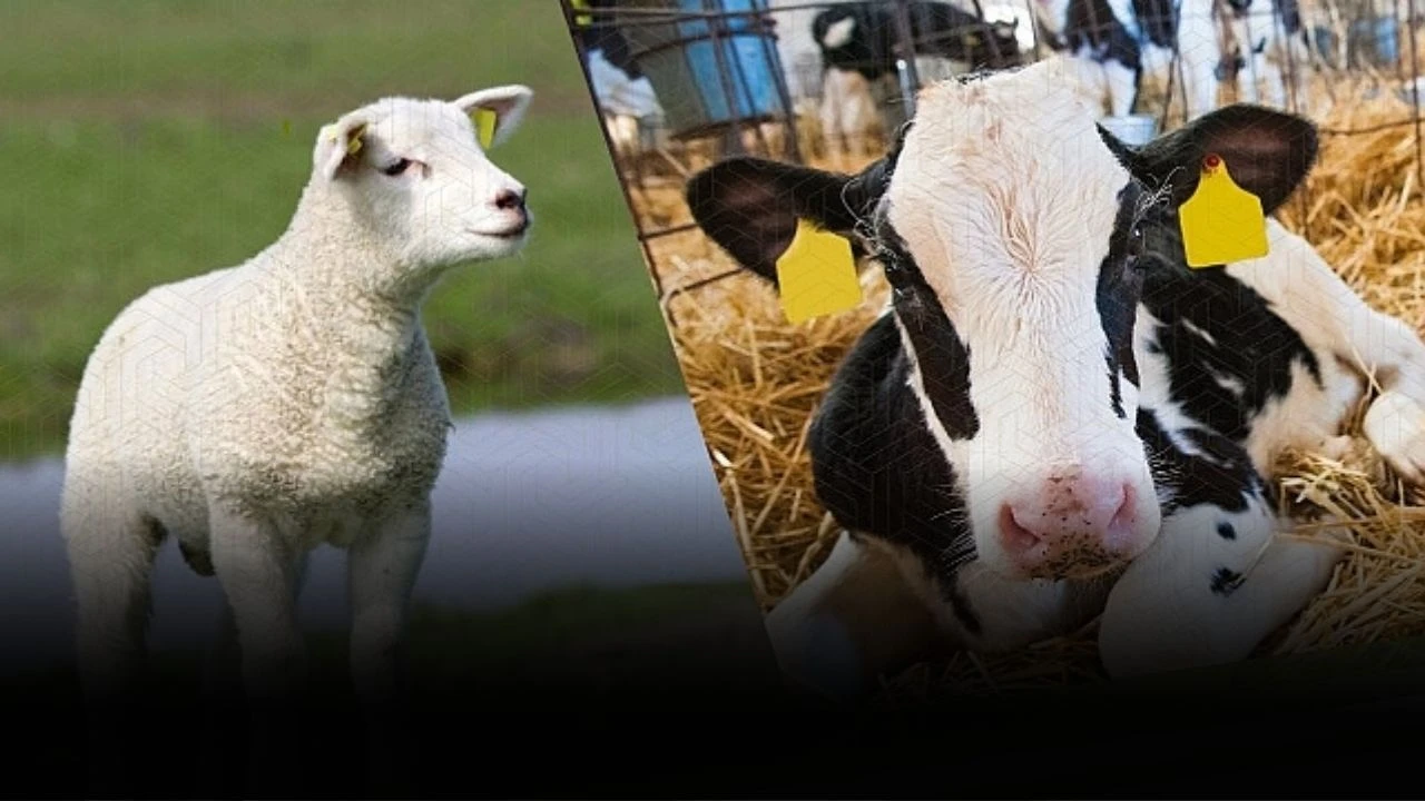 Üreticilere Müjde, Destekleme Başvuruları Başladı