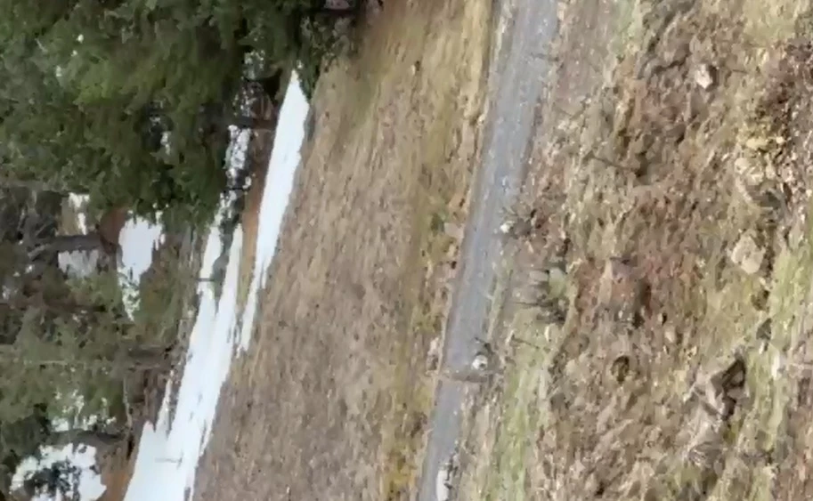 Sevimli Karacalar Sivas'ta Görüntülendi