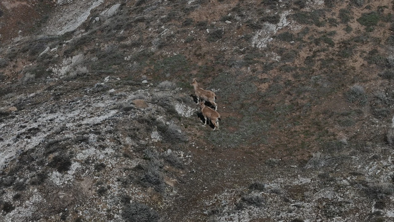 Nadir Görülüyorlar, Şehre Kadar İndiler