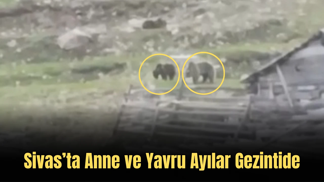 Sivas'ta Anne ve Yavru Ayılar Gezintiye Çıktı