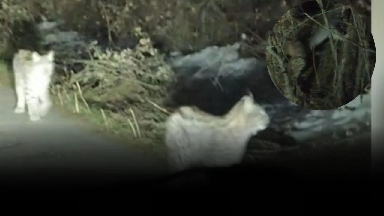 Seyir Halindeyken Aniden Karşılarına Çıktı