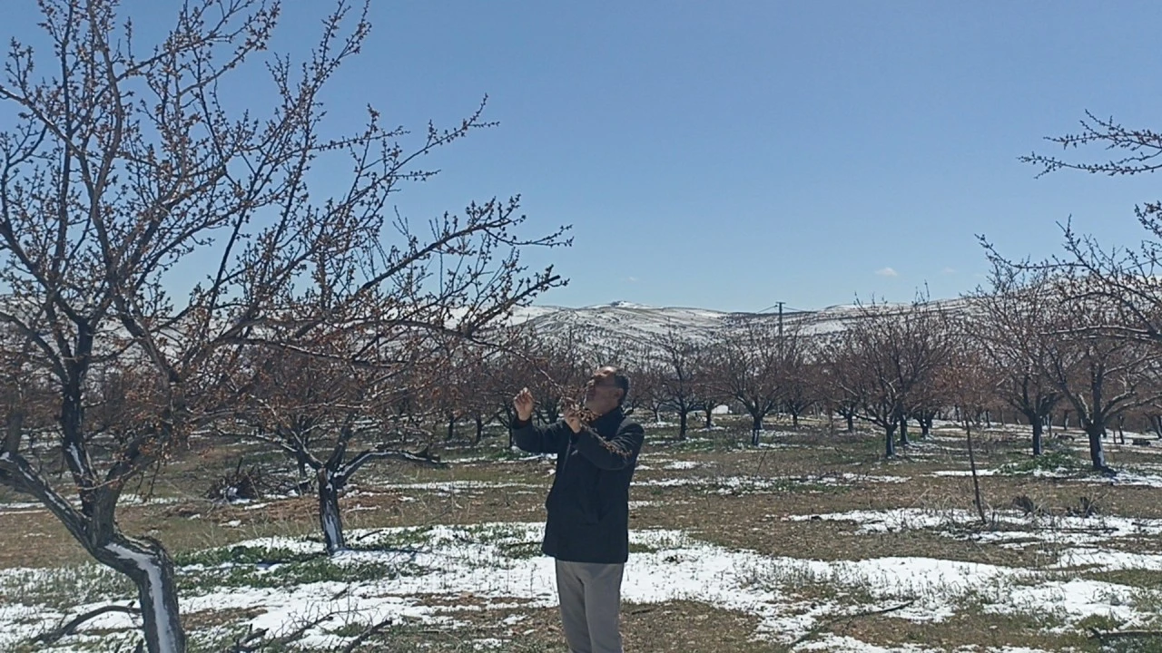 Sivas'ta Çiftçi Darda, Ürünler Yandı