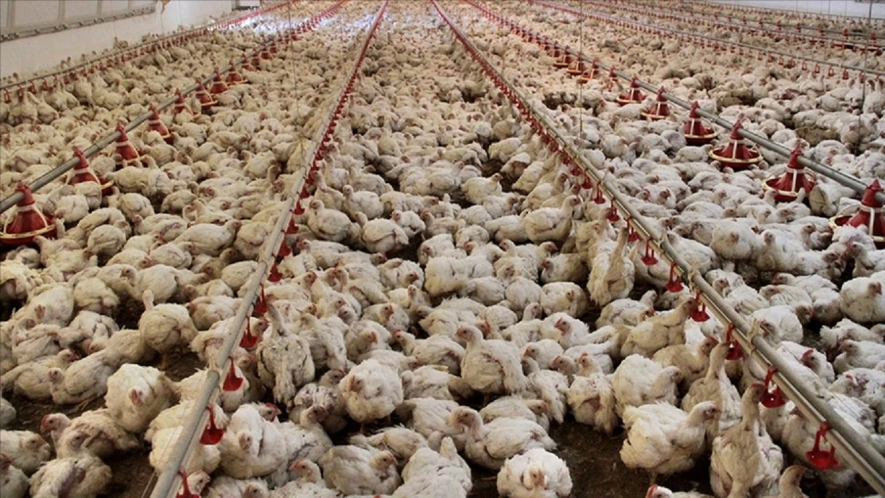 Tavuk eti üretimi şubatta yıllık bazda yüzde 8,2 arttı