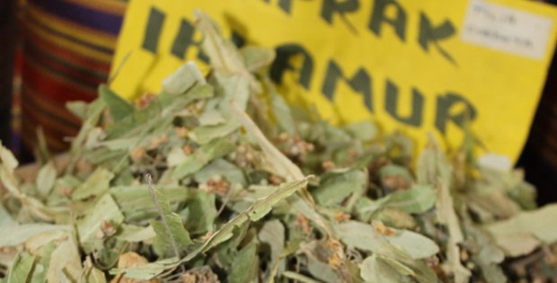 IHLAMUR ALTINLA YARIŞIYOR