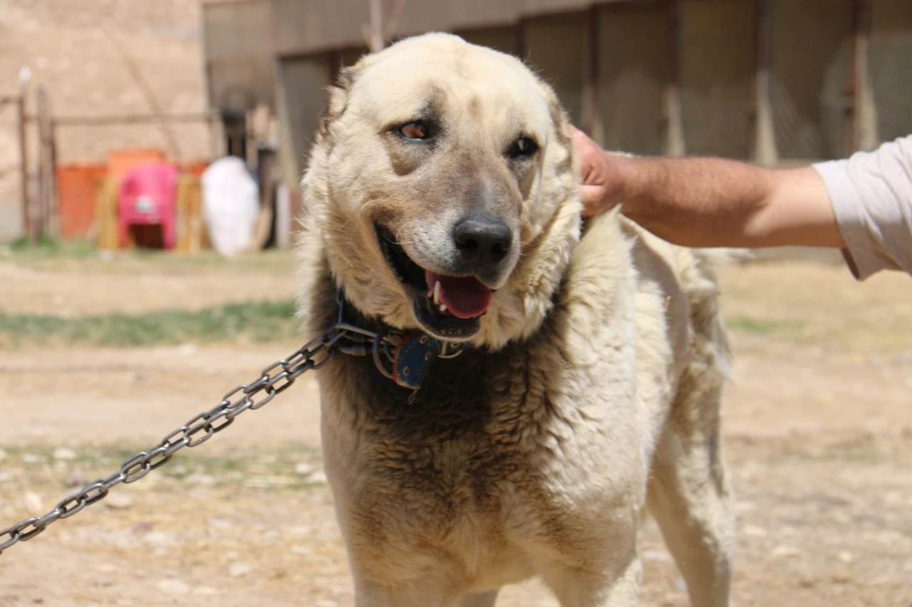 Sivas Kangalları Depresyonda