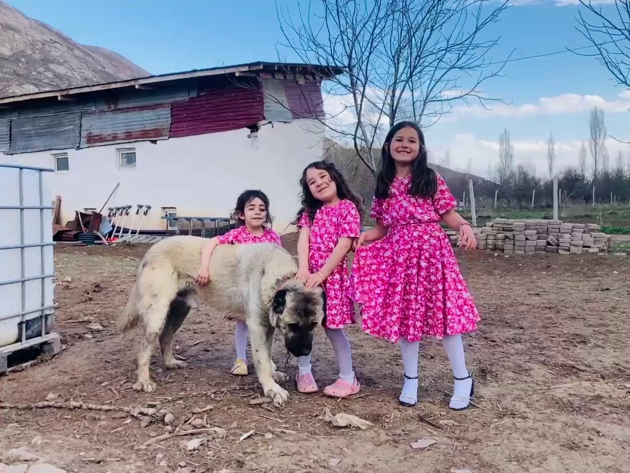 Sivas'ta Kangal Tilkiye Duvar Oldu!