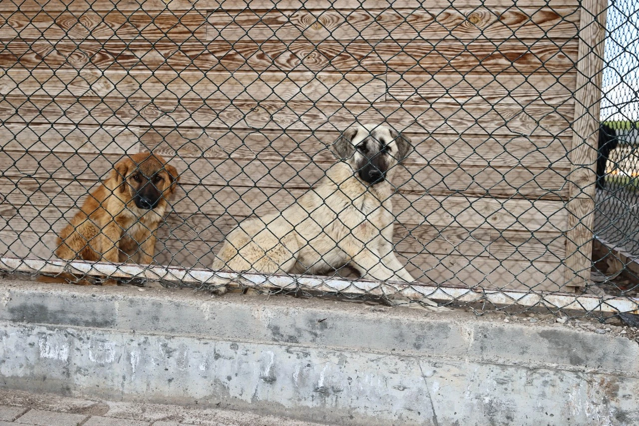 Sivas'taki Köpek Sayısını Bakan Yardımcısı Açıkladı