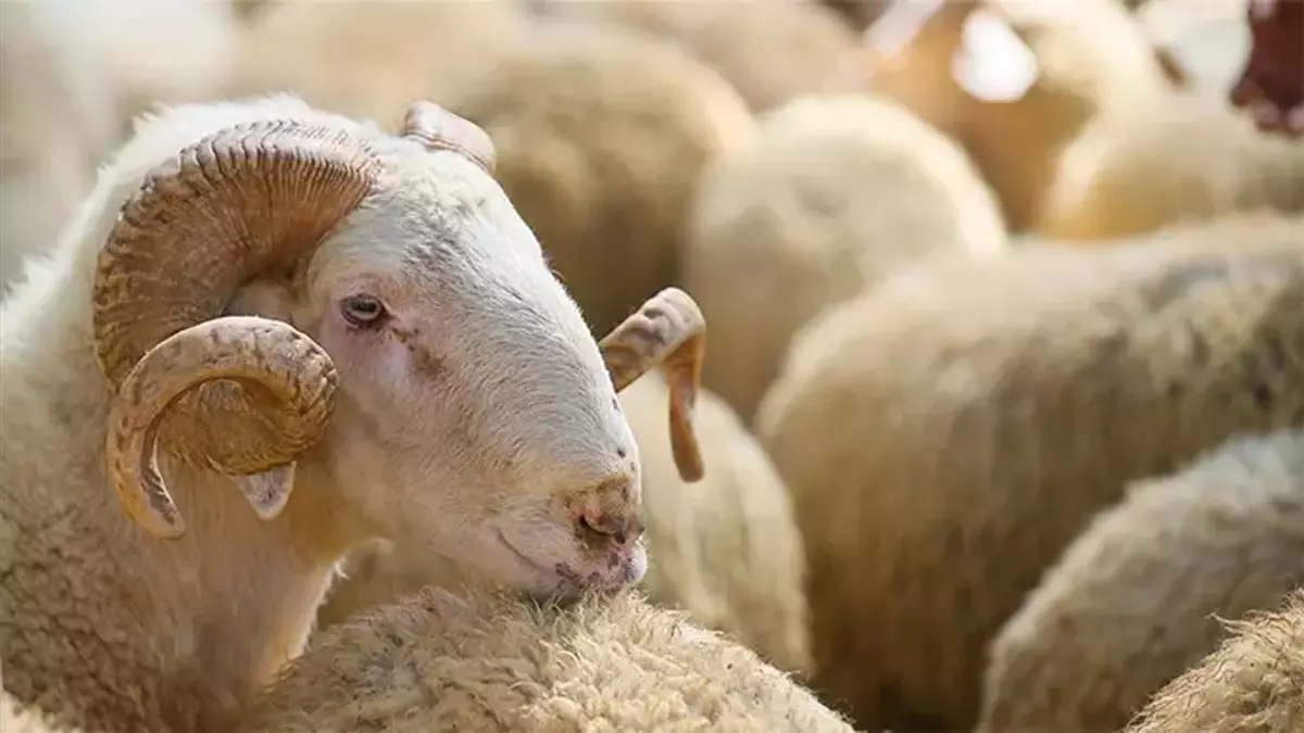Vekaletle Kurban Kesim Bedeli Belli Oldu