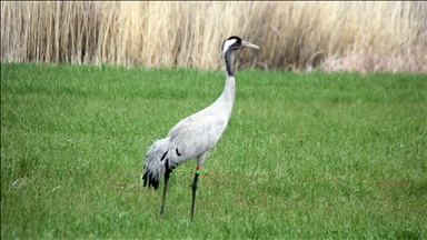 Nesli Tehlike Altındaki Turnalar Sivas'ta Görüntülendi