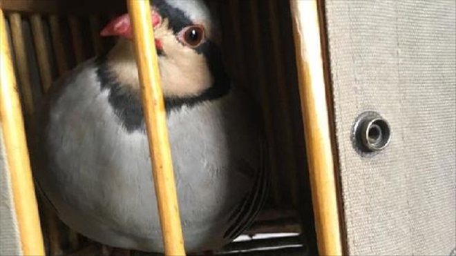 KEKLİKLE AVCILIK YAPANLARA CEZA