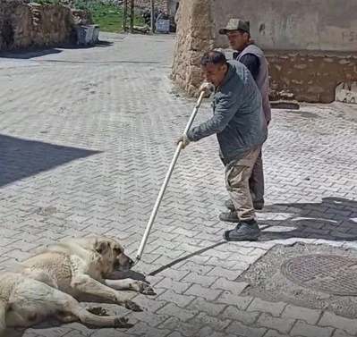 Sivas’ta Başıboş Köpekler Toplanıyor