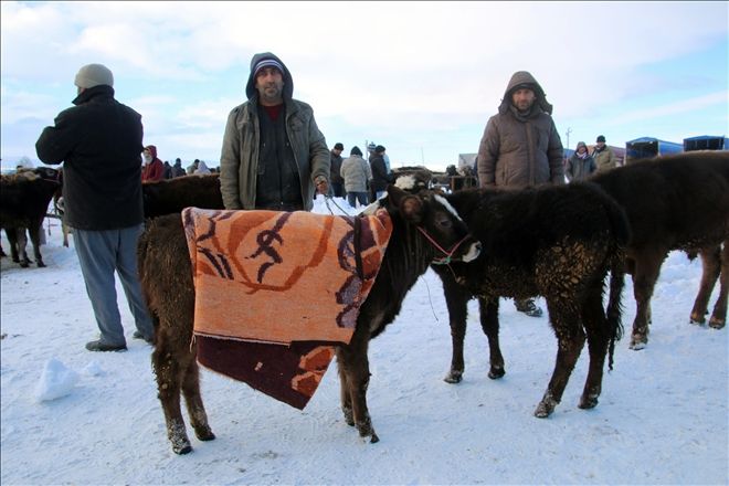 HAYVAN PAZARINI SOĞUK VURDU