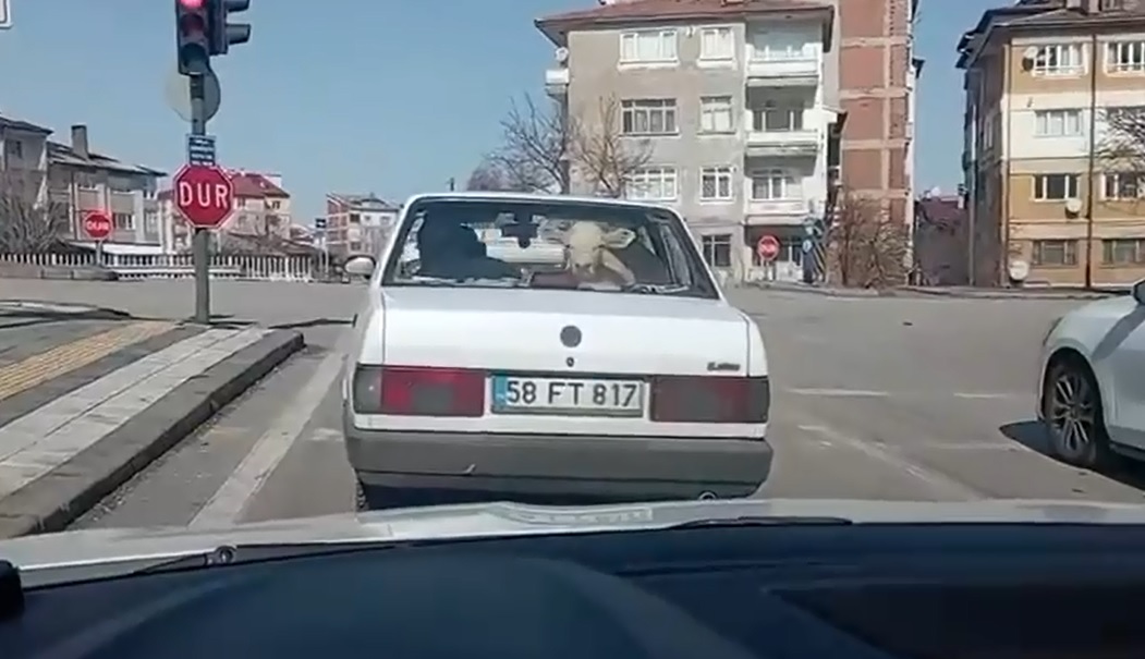 Sivas'ta Otomobilde Buzağı Taşındı