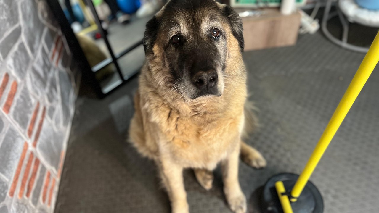 10 kilo veren obez köpek 'Duman', sahiplenmeyi bekliyor(