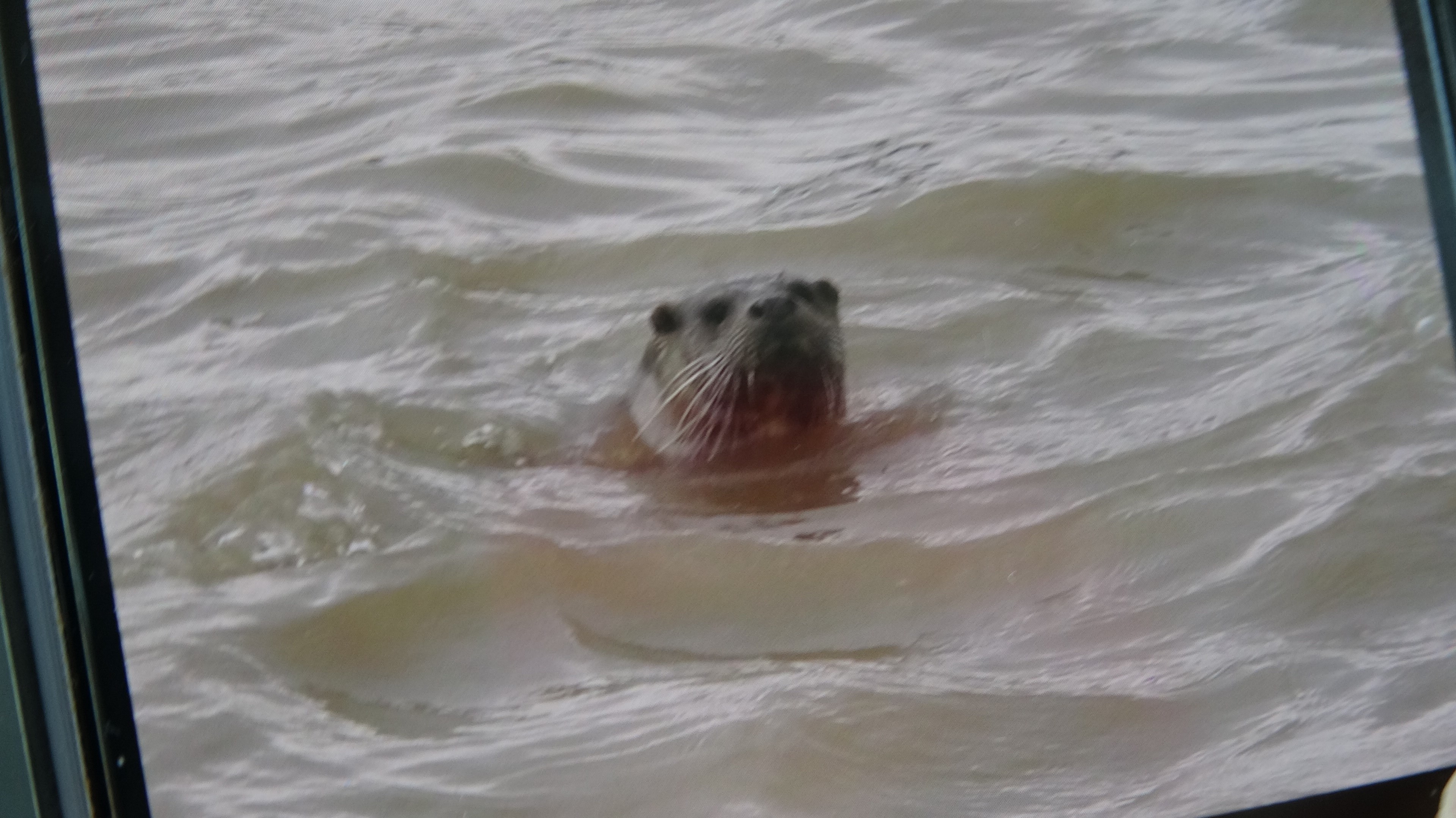 Nesli Tehdit Altındaki Su Samuru Sivas'ta Görüldü