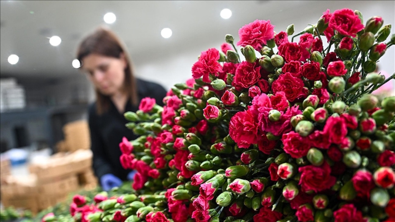 Anneler Günü için 30 ülkeye çiçek ihraç edildi