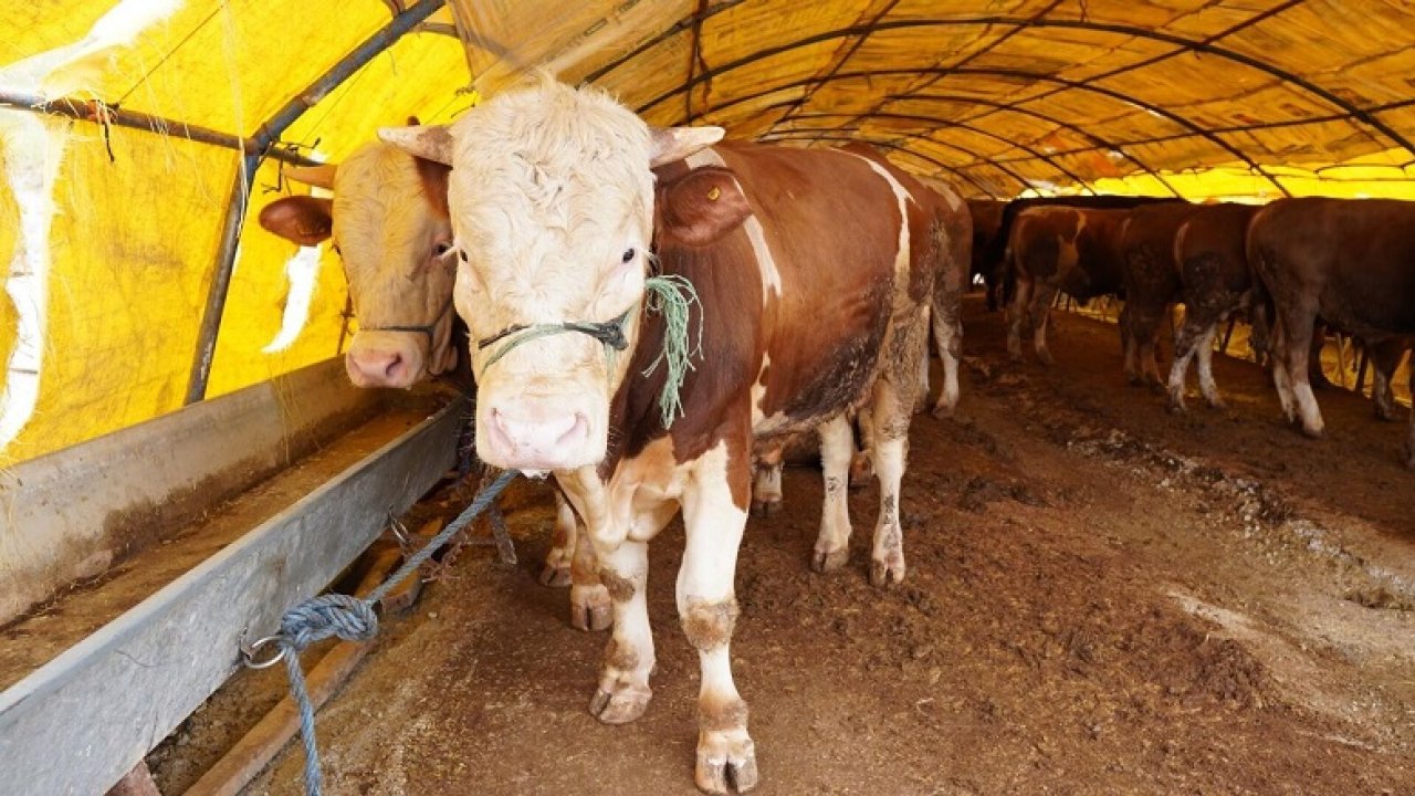 Kurban Pazarının Yeri Değişti