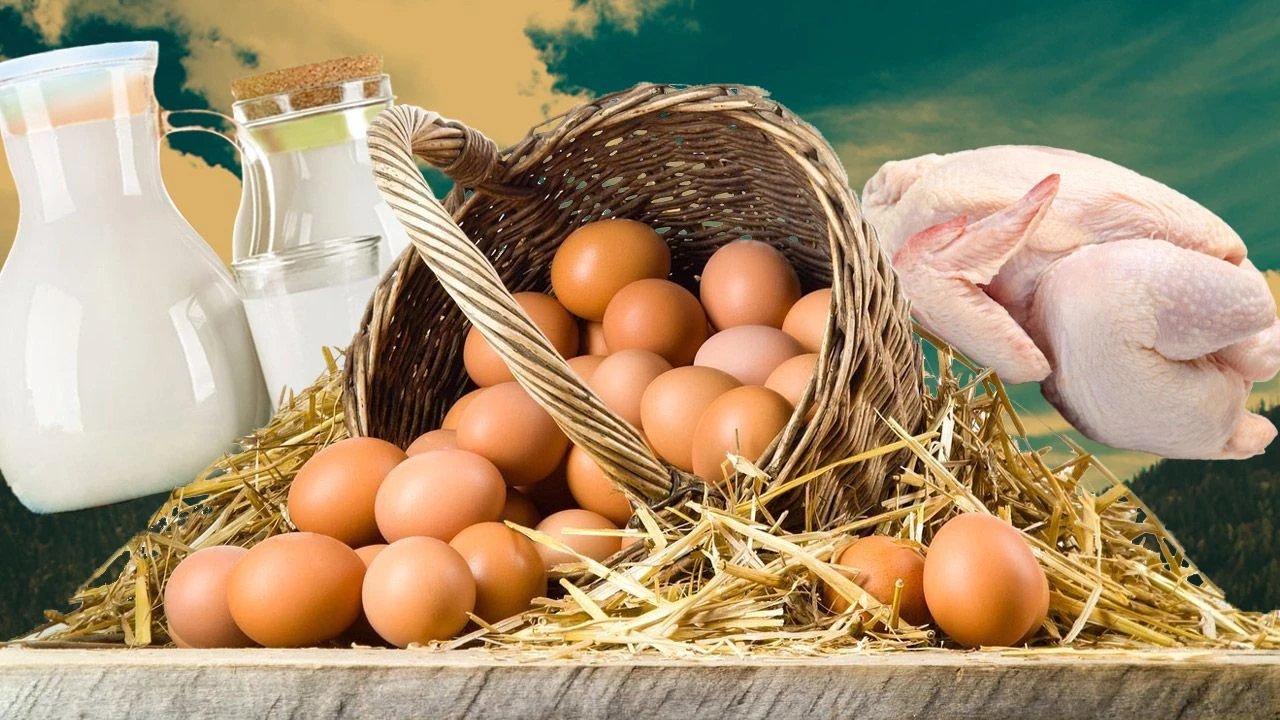 Tavuk eti, yumurta ve içme sütü üretimi arttı