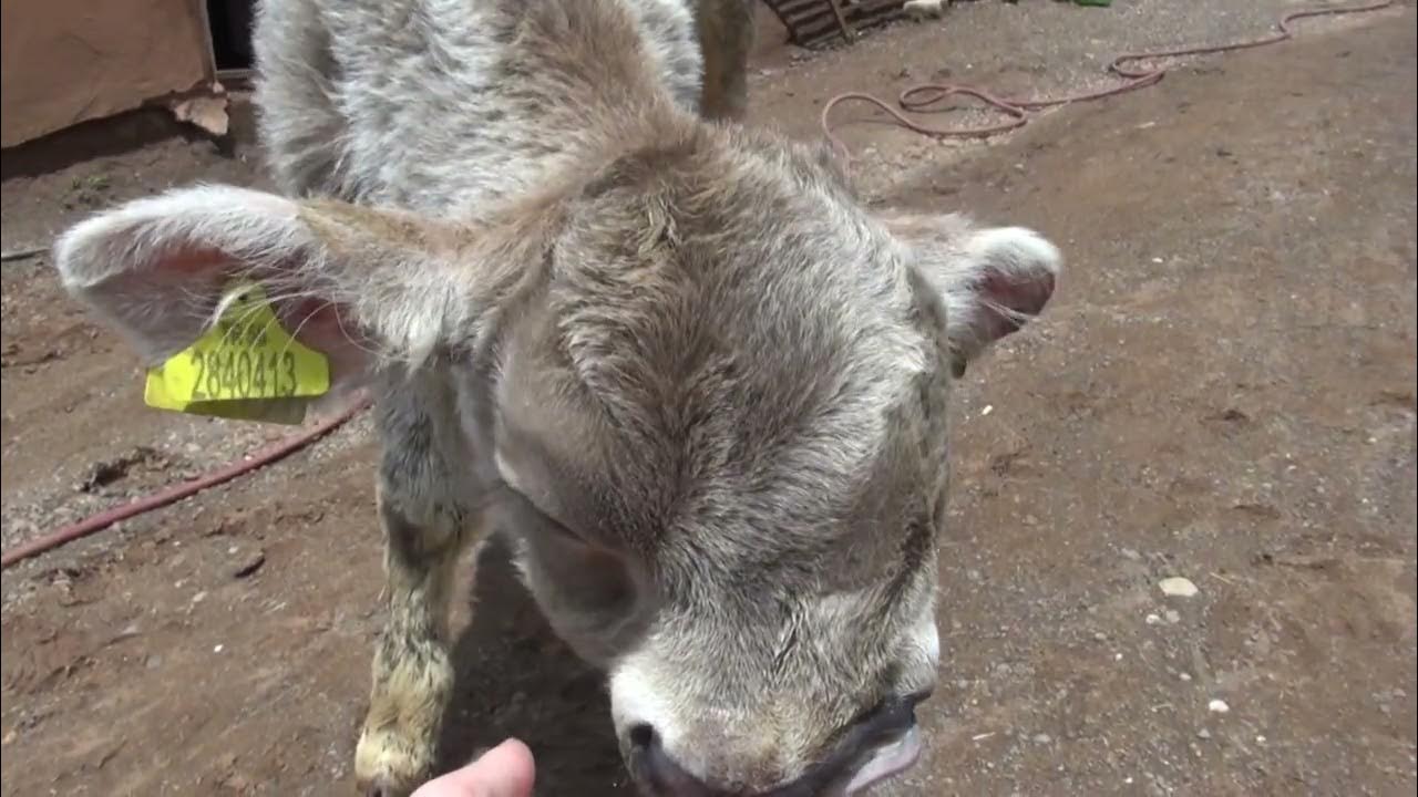 YAŞAMAZ DEDİLER 3 AYDIR BİBERONLA YAŞATIYOR