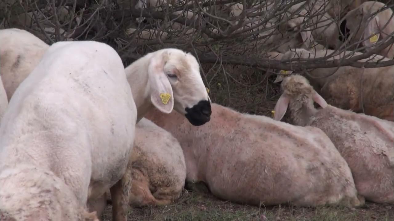 Kurbanda Antibiyotik Tehlikesi