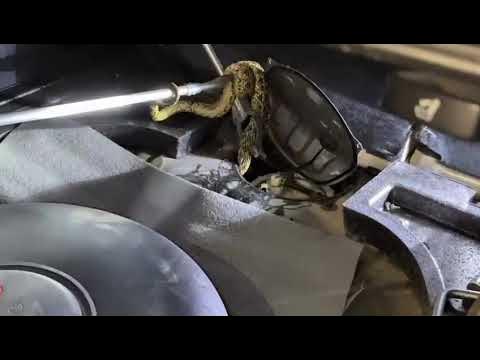 OTOMOBİLDEN YILAN ÇIKTI