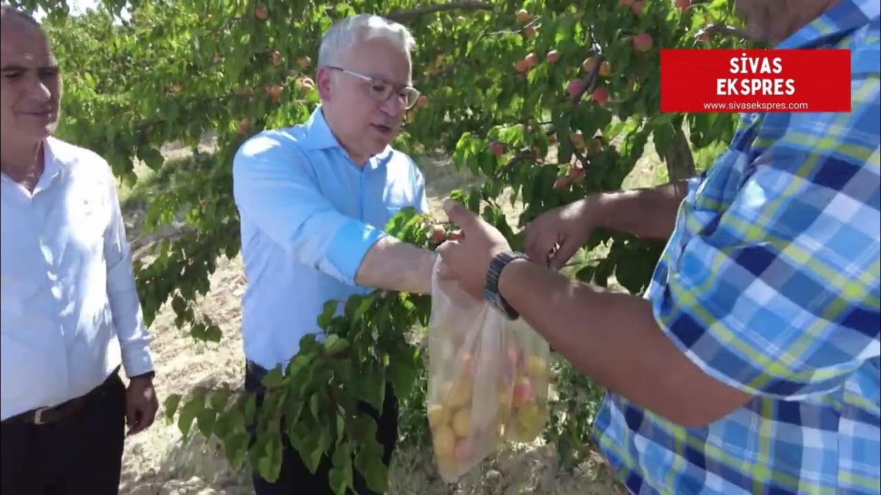 GÜRÜN KAYISISI MARKALAŞACAK