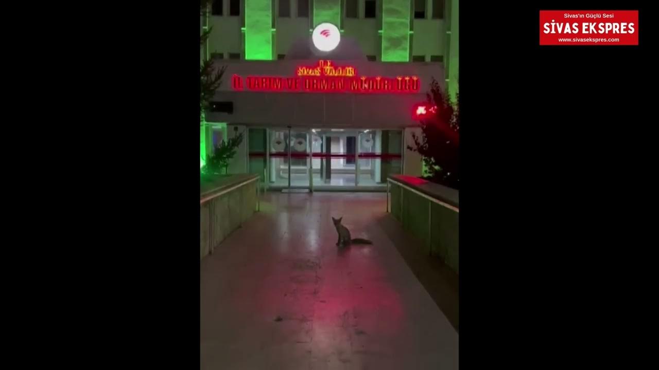 TİLKİ TARIM MÜDÜRLÜĞÜNE GELDİ