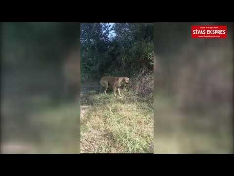 YANGIN HAVUZUNA DÜŞEN İKİ KÖPEK İTFAİYE EKİPLERİNCE KURTARILDI