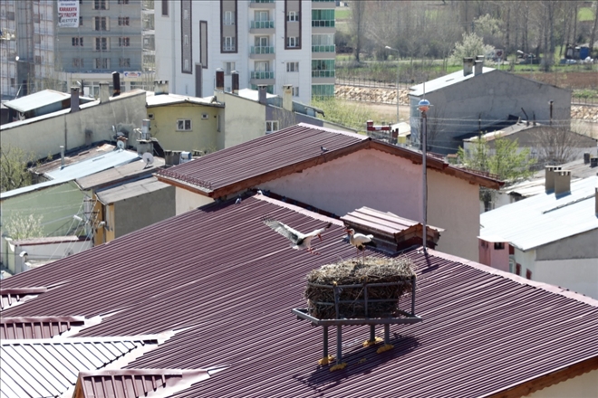 VİNÇLE TAŞINAN YUVA 35 YILDIR HACI LEYLEKLERİ AĞIRLIYOR