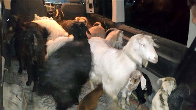 ÇALDIKLARI HAYVANLARI SATARKEN YAKALANDILAR