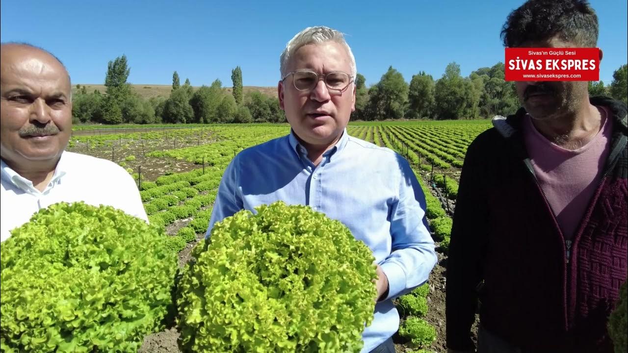 Sivas'ta Silajlık Mısır Üretimi Artıyor