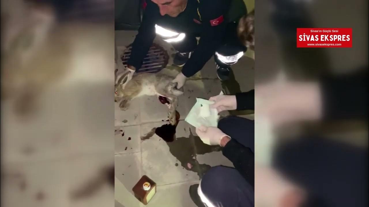 Yaralı Yabani Tavşan Tedaviye Alındı