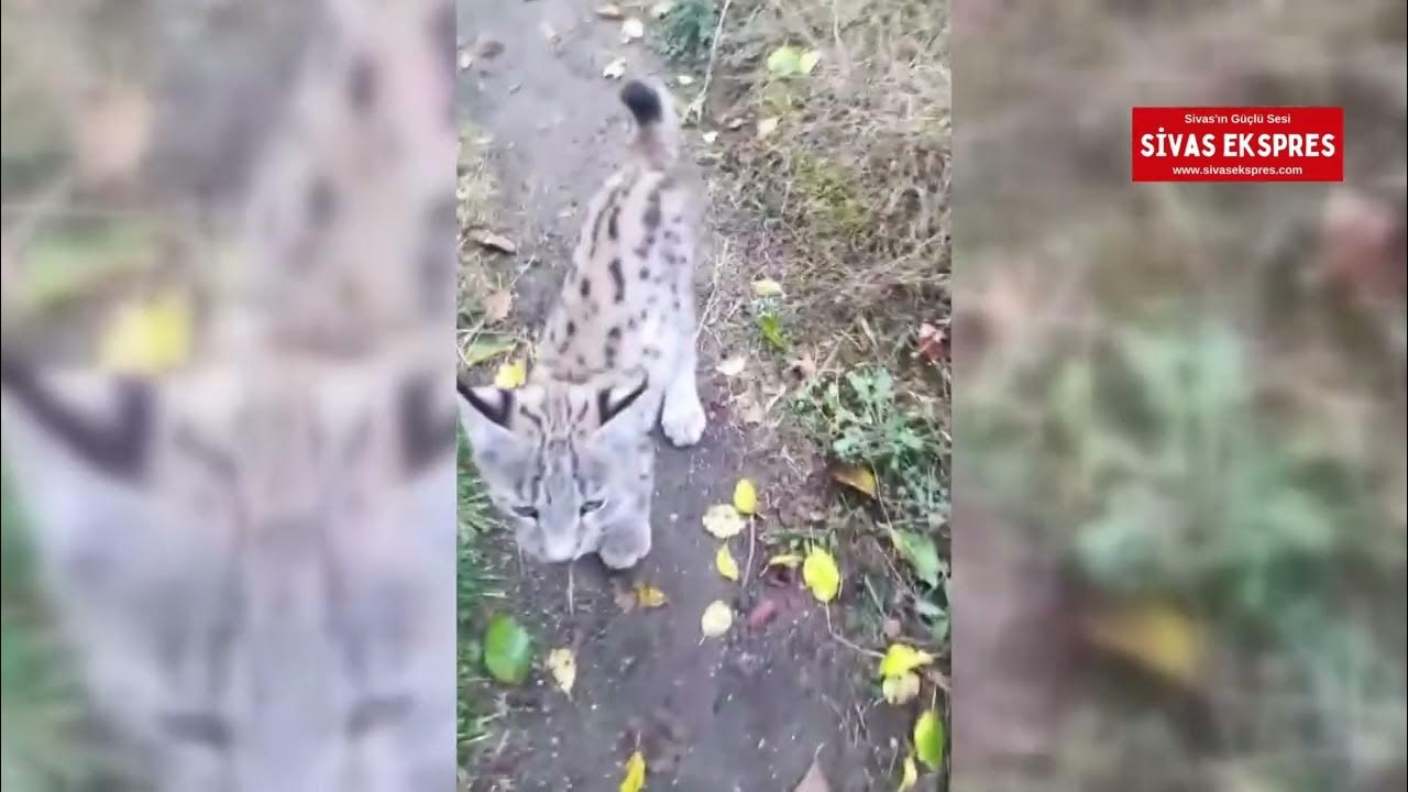 Sivas'ta Yavru Vaşak Köye İndi