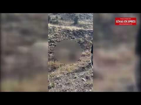 Görüntüler Sivas'tan - Dev Domuzu Tek Başına Yere Serdi