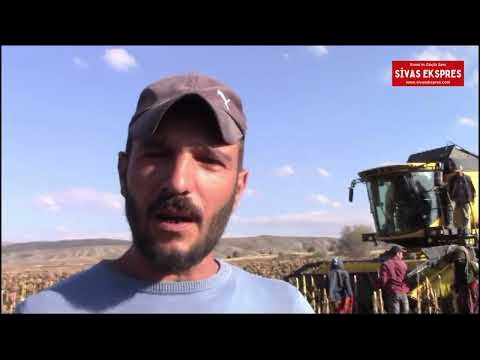 Sivas'ta Ayçiçeği Hasadı Başladı