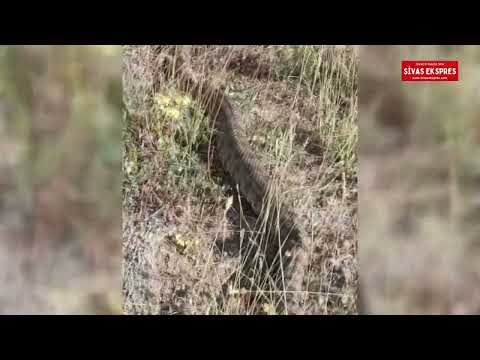 Dev Yılan Sivas’ta Görüntülendi